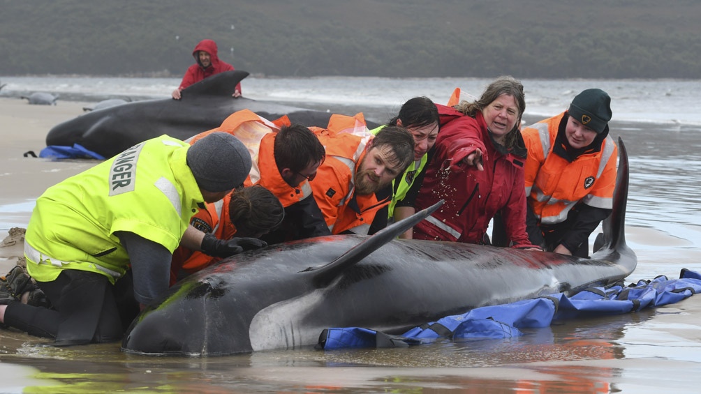 Rescatan a algunas de las 270 ballenas varadas en Tasmania