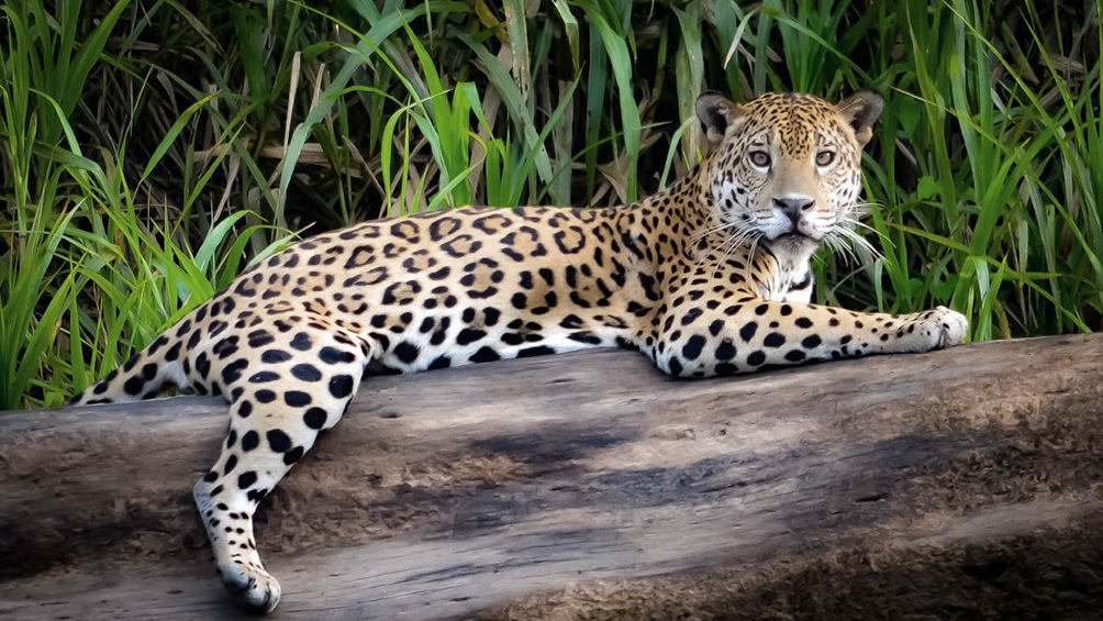 Lanzan una campaña continental para salvar al «Rey Jaguar» en América Latina