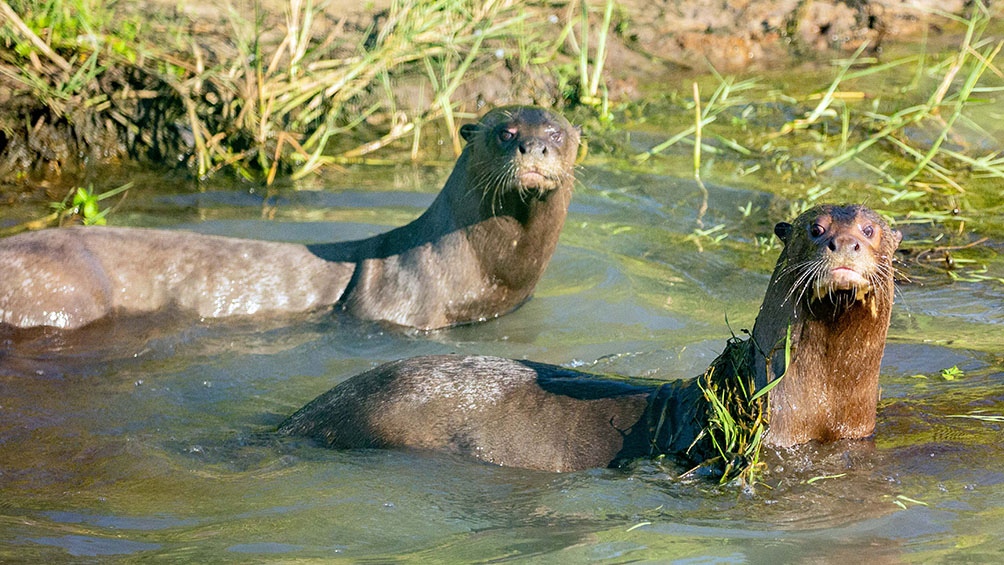 Reintroducen en los Esteros del Iberá a una nutria gigante traída desde Suecia