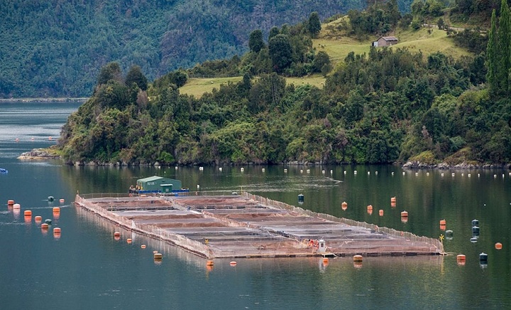 Tierra del Fuego aprobó «legislación pionera en el mundo al prohibir la cría de salmones»