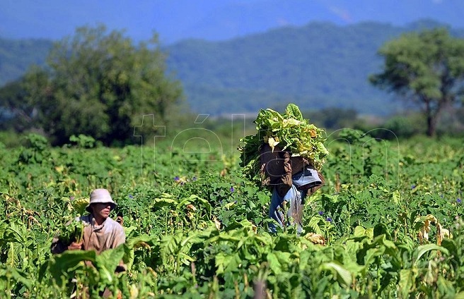 Pondrán en marcha un plan de promoción y protección del trabajo rural registrado