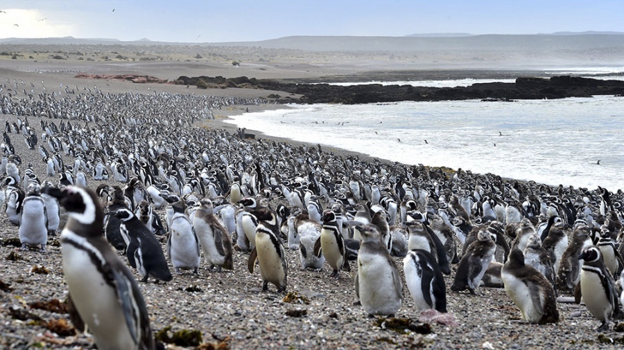 Allanan un predio lindero a Punta Tombo por una matanza de pingüinos