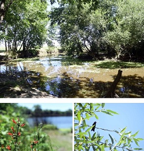 La Plata: La Justicia hizo lugar al planteo del Municipio y ordenó frenar las obras en ecosistema del arroyo El Pescado