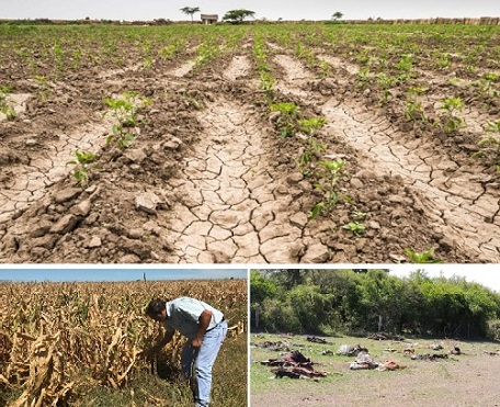 El Gobierno de Santa Fe asiste a productores ganaderos afectados por la sequía