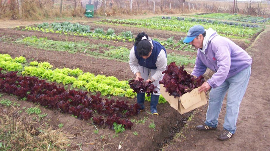 En junio, los consumidores pagaron 3,5 veces más de lo que cobraron los productores