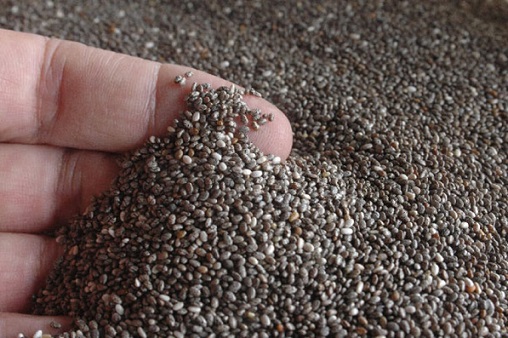 Bolivia exporta 9 mil toneladas de chia a China y se posiciona como el mayor exportador de esa semilla comestible del mundo