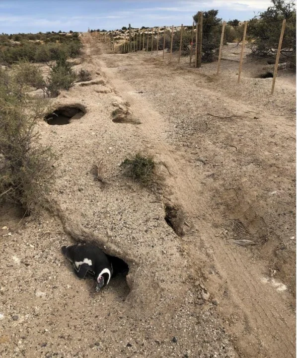 Dan a conocer la sentencia contra el productor ganadero encontrado culpable por la matanza de pingüinos en Punta Tombo