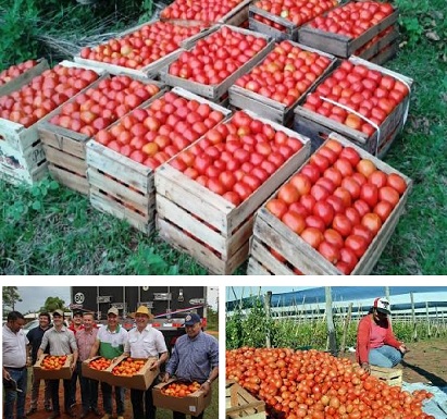 Argentina importa tomates, zanahorias y cebollas de Paraguay con ayuda del gobierno de Milei en medios de crisis del campo