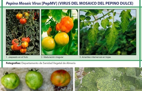 ALERTA!!! Preocupación por la introducción de una plaga que puede afectar la producción del Cordón Flori-fruti-hortícola de La Plata por importación de tomates desde Chile