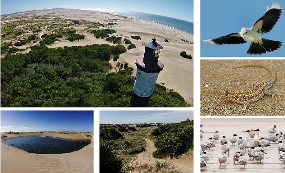 Villa Gesell | Reserva Faro Querandí: Mas que un lugar turístico un especial refugio de biodiversidad entre mar y dunas