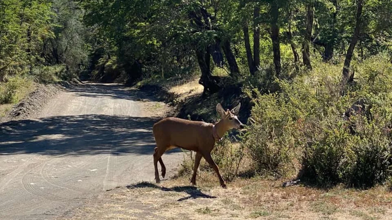 Se registró un huemul en el Parque Nacional Lanín, después de 30 años