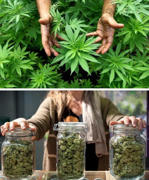 Se creó el Movimiento Cannábico Autoconvocado bonaerense e invita a sumarse ante el avance de políticas regresivas