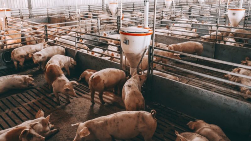 Preocupación por las deficiencias en bienestar animal en el Acuerdo UE–Mercosur