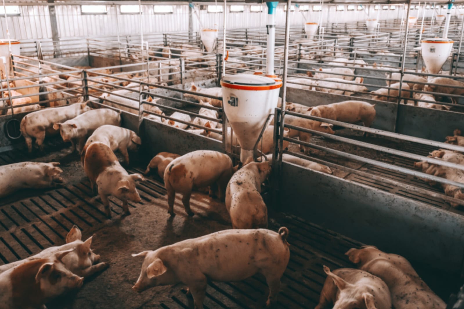 Preocupación por las deficiencias en bienestar animal en el Acuerdo UE–Mercosur