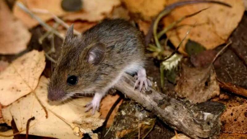 Por Hantavirus murió una nena de 10 años en General Belgrano
