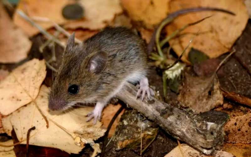 Por Hantavirus murió una nena de 10 años en General Belgrano