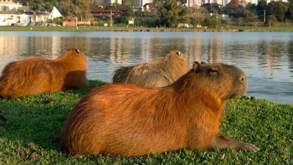Operativo para desalojar a los carpinchos de Nordelta