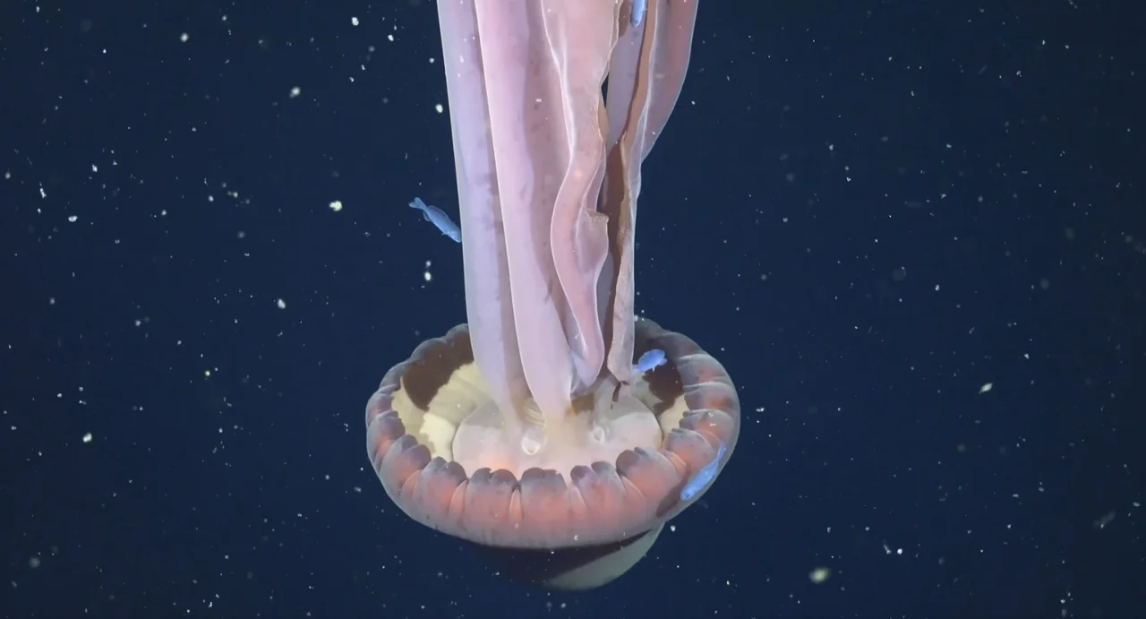 El Conicet halló una medusa fantasma de 11 metros en el Mar Argentino