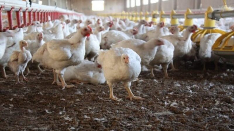 Refuerzan la vigilancia epidemiológica ante nuevos casos de gripe aviar