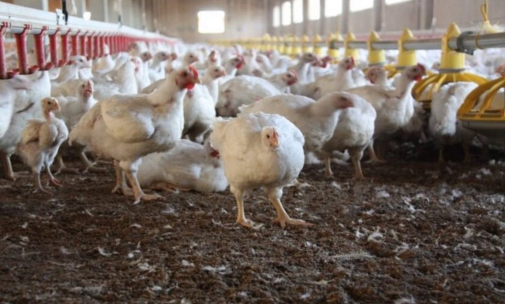 Refuerzan la vigilancia epidemiológica ante nuevos casos de gripe aviar