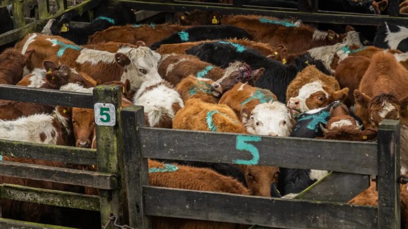 El auge de la carne argentina enciende alertas por posibles retrocesos en la protección ambiental
