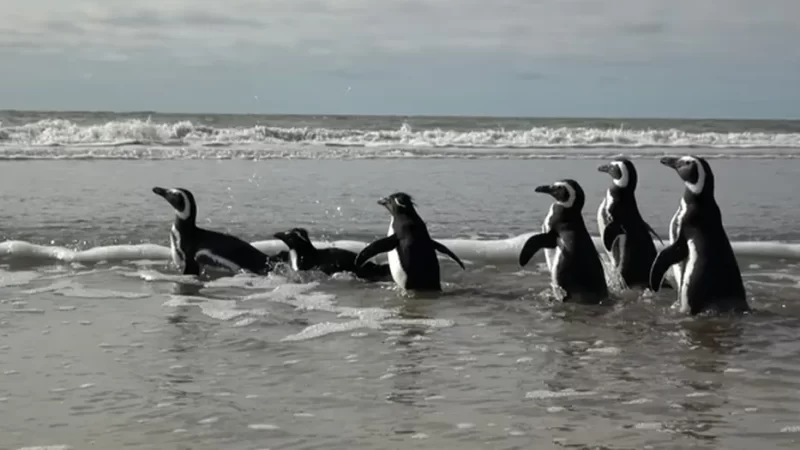 Pingüinos hallados en redes de pesca y empetrolados volvieron al mar en San Clemente