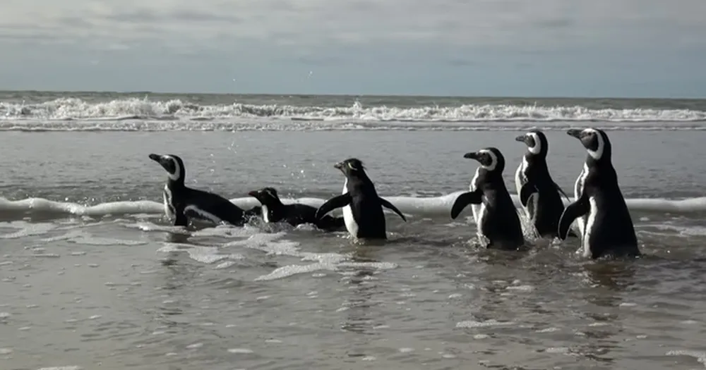 Pingüinos hallados en redes de pesca y empetrolados volvieron al mar en San Clemente