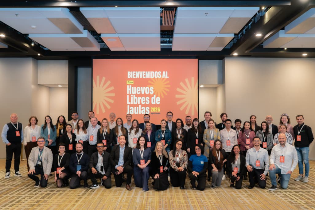 Huevos libres de jaulas: miles de empresas impulsan una transformación en la industria alimentaria mundial